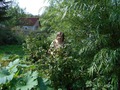Я и чёрная смородина.