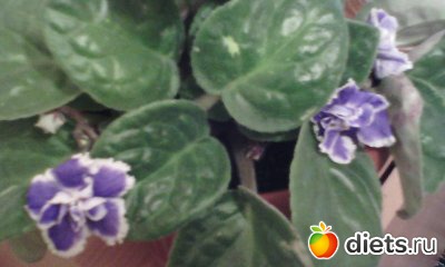 ��� ������� ��������.