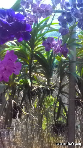 41 фото: Чианг Май-Паттайя-Бангкок