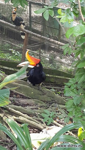 заповедник с птицами, альбом: Kuala Lumpur. Malaysia 2016