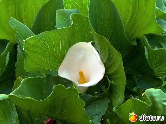 17 ����: ���-������