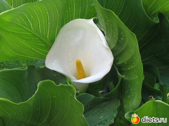 18 ����: ���-������