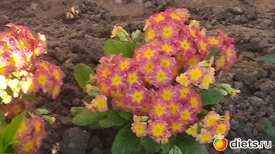 4 ����: ������ �����