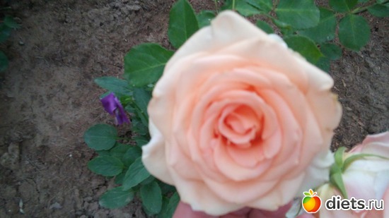 12 ����: ������ �����