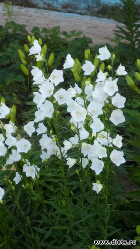 8 ����: ������ �����