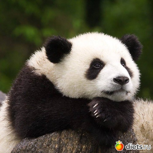 2 ����: �������