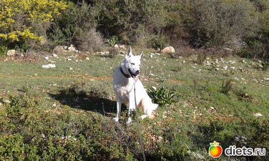 , ,     &quot;   ,   &quot;, :  : 