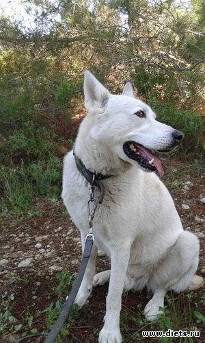 Да не буду я в объектив смотреть, ты хоть в клойна переоденься!, альбом: Мои питомцы: собаки