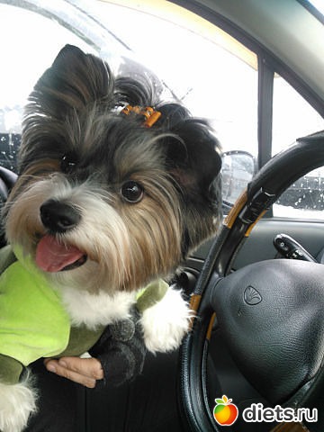 ��� �����