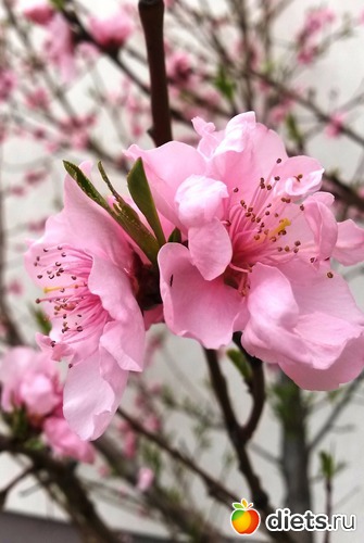 �������� �������, ������: �����, ����� ��� ����.