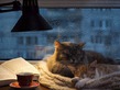 Вот для чего вам нужен кот?