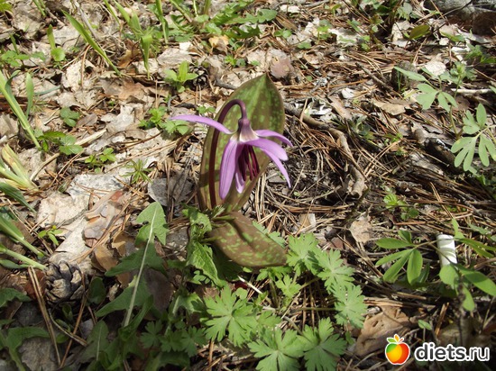 кадычёк-лесной цикламенчик, альбом: просто жизнь...