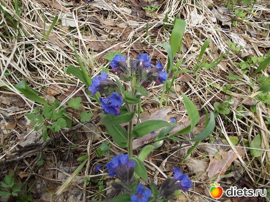 медунчик, альбом: просто жизнь...