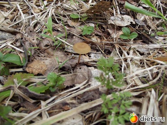 урожай однако)))), альбом: просто жизнь...