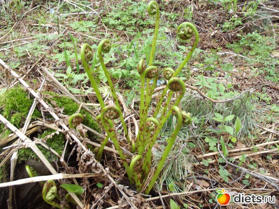 папоротник-подросток, альбом: просто жизнь...