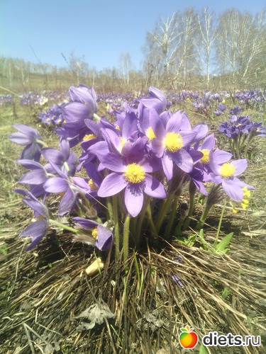 солнце! слышишь жаворонка?, альбом: я счастливая