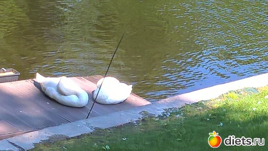 85 фото: Летний сад Петербурга