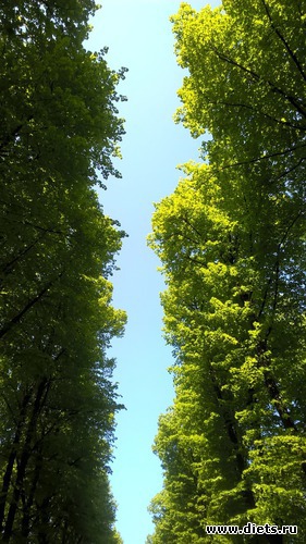 87 фото: Летний сад Петербурга