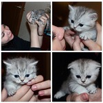 Котята (не в тему, но кому интересно?)