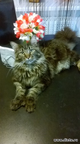 4 ����: ��� ������� �����)))