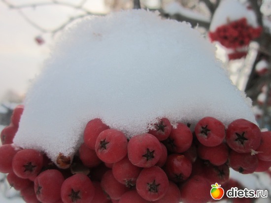 Рябина под шубой.