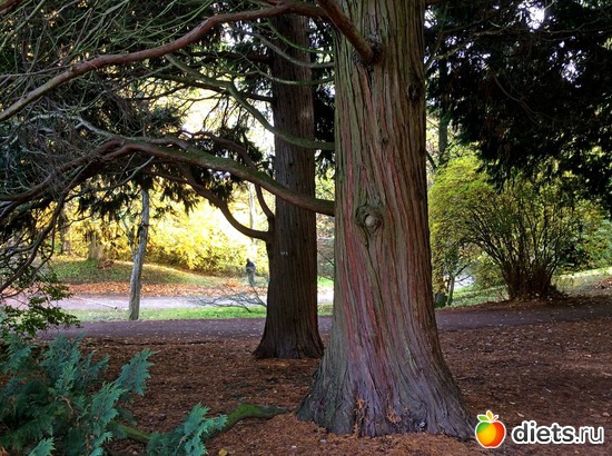 4 ����: Kassel, Bergpark "Herkules", 1.11.2016