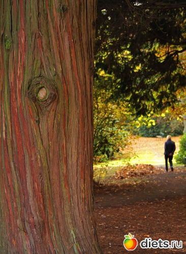 5 ����: Kassel, Bergpark "Herkules", 1.11.2016