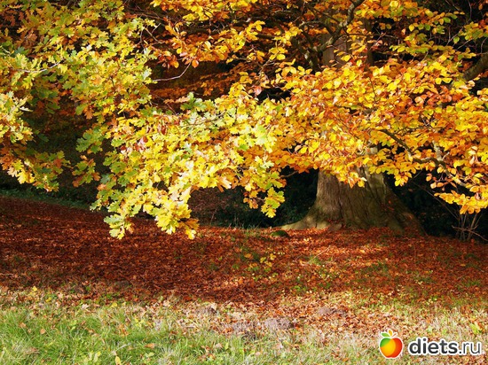 7 ����: Kassel, Bergpark "Herkules", 1.11.2016