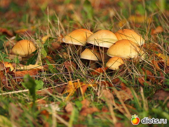 8 ����: Kassel, Bergpark "Herkules", 1.11.2016