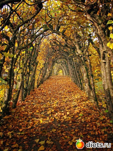 20 ����: Kassel, Bergpark "Herkules", 1.11.2016