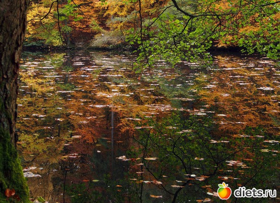 24 ����: Kassel, Bergpark "Herkules", 1.11.2016