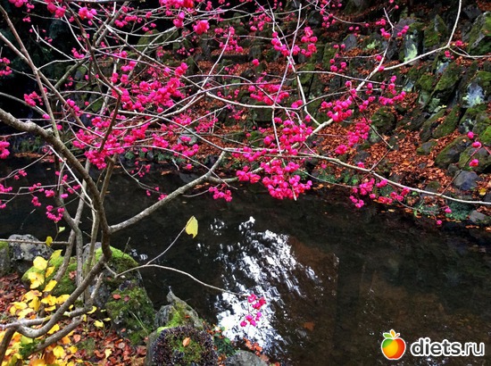 29 ����: Kassel, Bergpark "Herkules", 1.11.2016