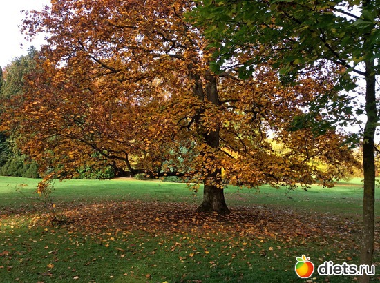 2 ����: Kassel, Bergpark "Herkules", 1.11.2016