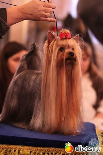 Кузенька, альбом: Йоркширская стайка