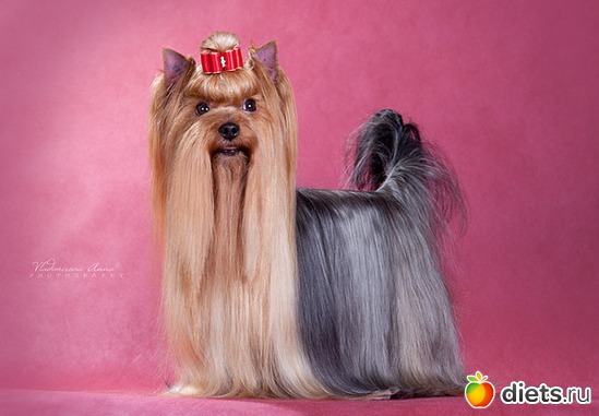 Армани, альбом: Йоркширская стайка