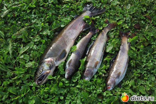 ��������� ����, ������: ��������, ������ 2016