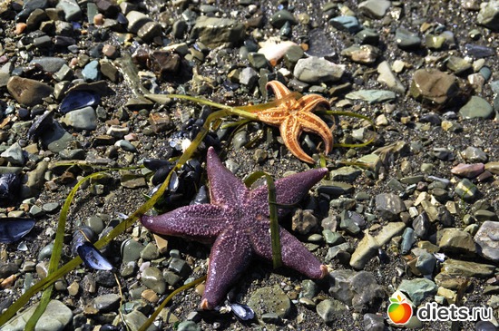 �������!, ������: ��������, ������ 2016