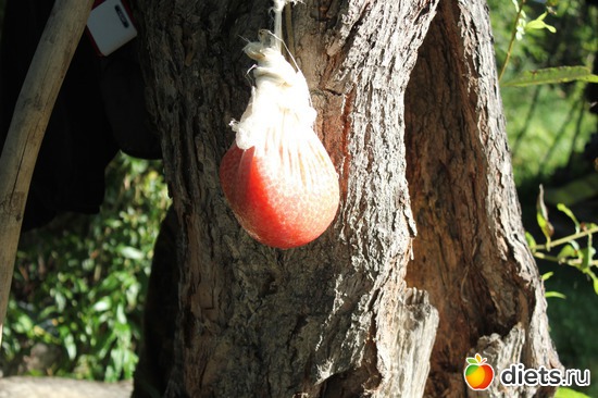 ����, ������: ��������, ������ 2016