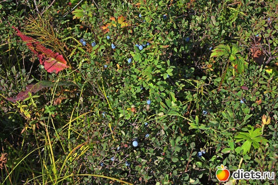 31 ����: ��������, ������ 2016