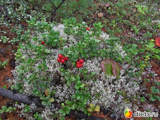 32 ����: ��������, ������ 2016