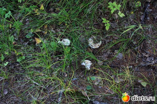 35 ����: ��������, ������ 2016