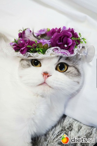 Дамы предпочитают шляпки