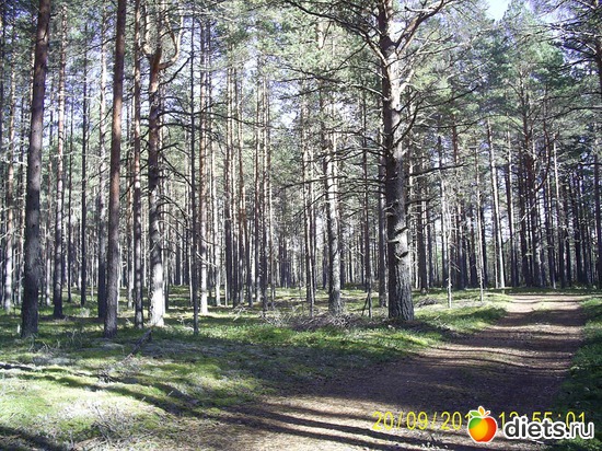 Сосновое безмолвие