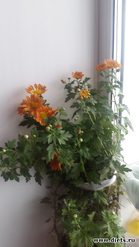 1 ����: ��� �������