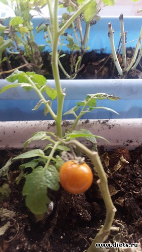 2 ����: ��� �������