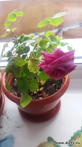 3 ����: ��� �������