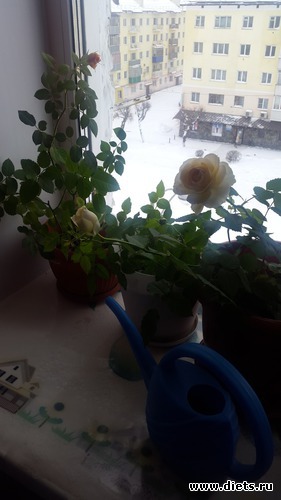 4 ����: ��� �������