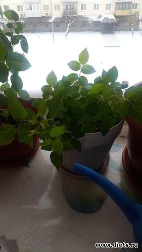 7 ����: ��� �������