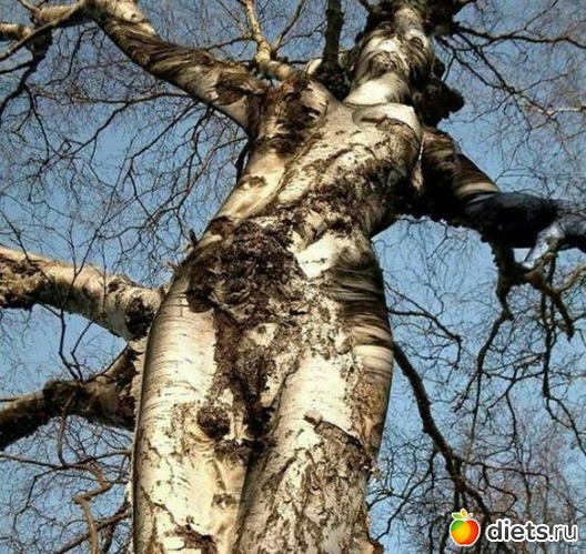 �������, ������: �