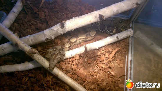 15 ����: ��������� ����������� ����������)